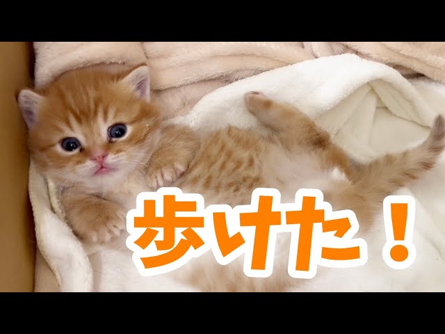 遂に！マンチカンの子猫ぽちゃくん遂に初歩き！？ Tiny Munchkin
