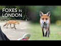 Urban Fox Photography in London