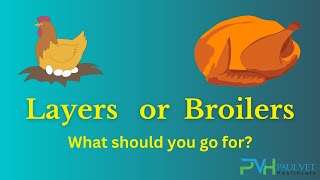 Layers vs Broilers, Which is More Profitable? | Paul Vet Healthcare