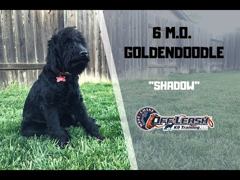 6-m.o.-goldendoodle-"shadow"-2-week-board-and-train-w/-alyssa