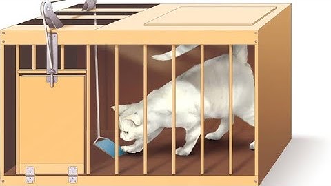 Trial and Error Theory proposed by Thorndike