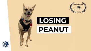 Losing Peanut | Short Film | 2024 ICFF Selection