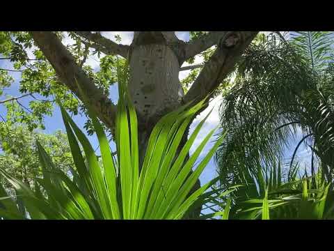 Sandos Playacar special tree is hollow there everywhere
