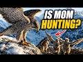 Survival begins in the mountains, Gyrfalcon