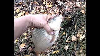 Выпуск #4  Ловля карпов на червя, кукурузу, картофель  Фидерная снасть  Russian  Volga  Fishing carp