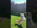 A cute dog trying to catch bubbles #shorts