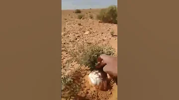 نبات الرعد الكمأ او الفقع الترفاسو فوائده لعلاج العين و البصر 