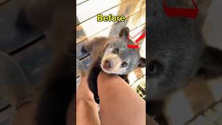 Before vs After in Animals ;) #learnanimals #animals #animalworld