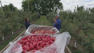 Good Question: What’s The Path From Orchard To Store?