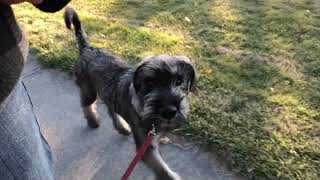 Giant Schnauzer Gus ( pepper & salt), 15 weeks, exercises: heel 🖤🐾🖤