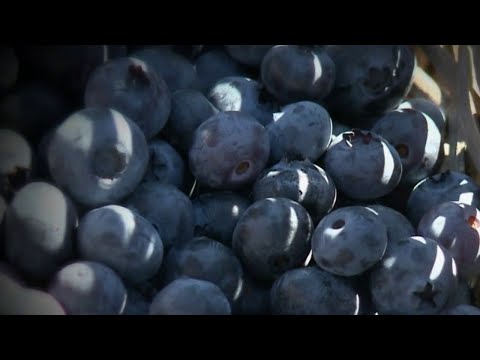 Vidéo: Comment Utiliser Les Baies D'açai En Cuisine