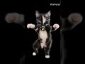 Кошка Гера ТАНЦОРКА!🤙😁 #кошкатанцует #кошка #котики