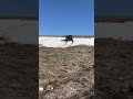 Покатушки на УАЗ Патриот и УАЗ 2206  «Буханка» #shorts  #automobile #offroad #snow #зима #снег #зима