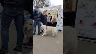 Puppy so cute and handsome ? short shortsfeed walkingtour christmas marketplace france