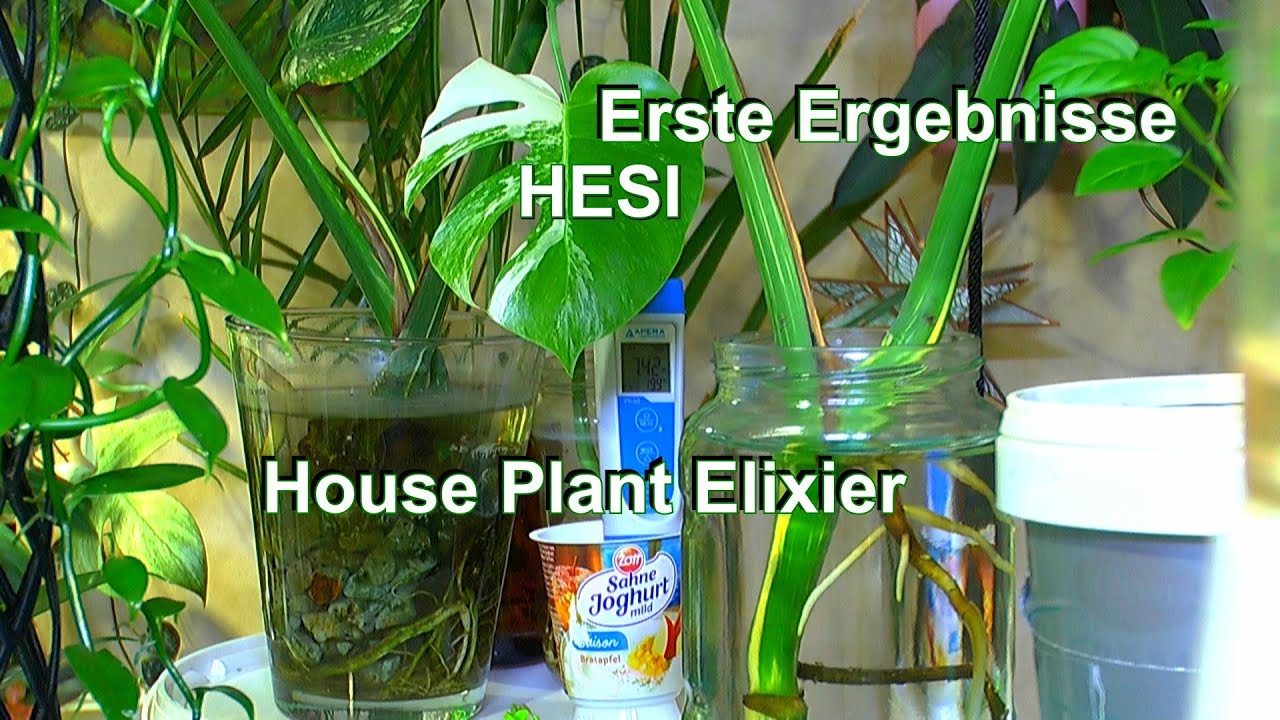 Der neue Dünger und die ersten Ergebnisse bei den Zimmerpflanzen Houseplant Elixier von Hesi