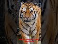 HERE ARE AMAZING FACTS ABOUT SIBERIAN TIGERS!