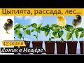 Цыплята, рассада, лес... и необычная посылка из Московской области. Домик в Мещёре, серия 42