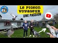 Llevage de pigeon voyageur prsentation des pigeonniers