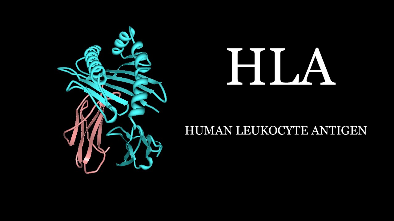 HLA Human Leukocyte Antigen Simplified YouTube HLA Human Leukocyte Antigen Simplified YouTube