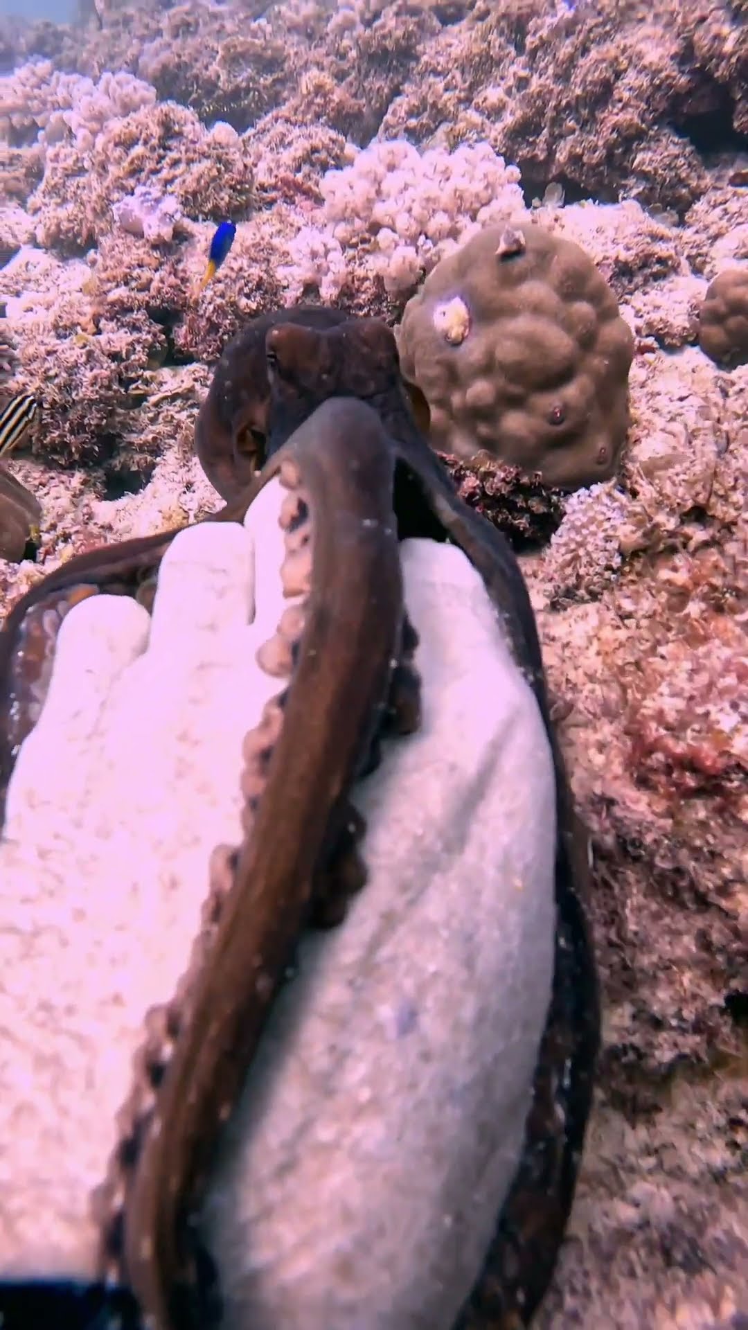 Octopus Grabs Diver's Hand || ViralHog