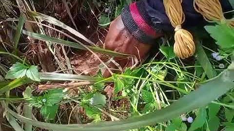 Thợ săn núi đổ nước vào hang để bắt chuột.