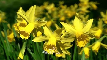 سورة الأعلى تلاوة حجازية بديعة الشيخ خليل عبدالرحمن القارئ