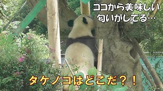 6/1食いしん坊レイレイ執念で２本目のタケノコを見つけ出す！giantpanda @tokyo 上野動物園 by _ pandalife 1,331 views 23 hours ago 20 minutes