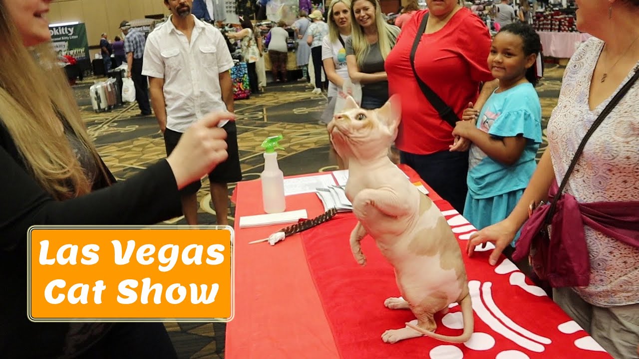 Hairless cat cute Las Vegas Cat Show YouTube