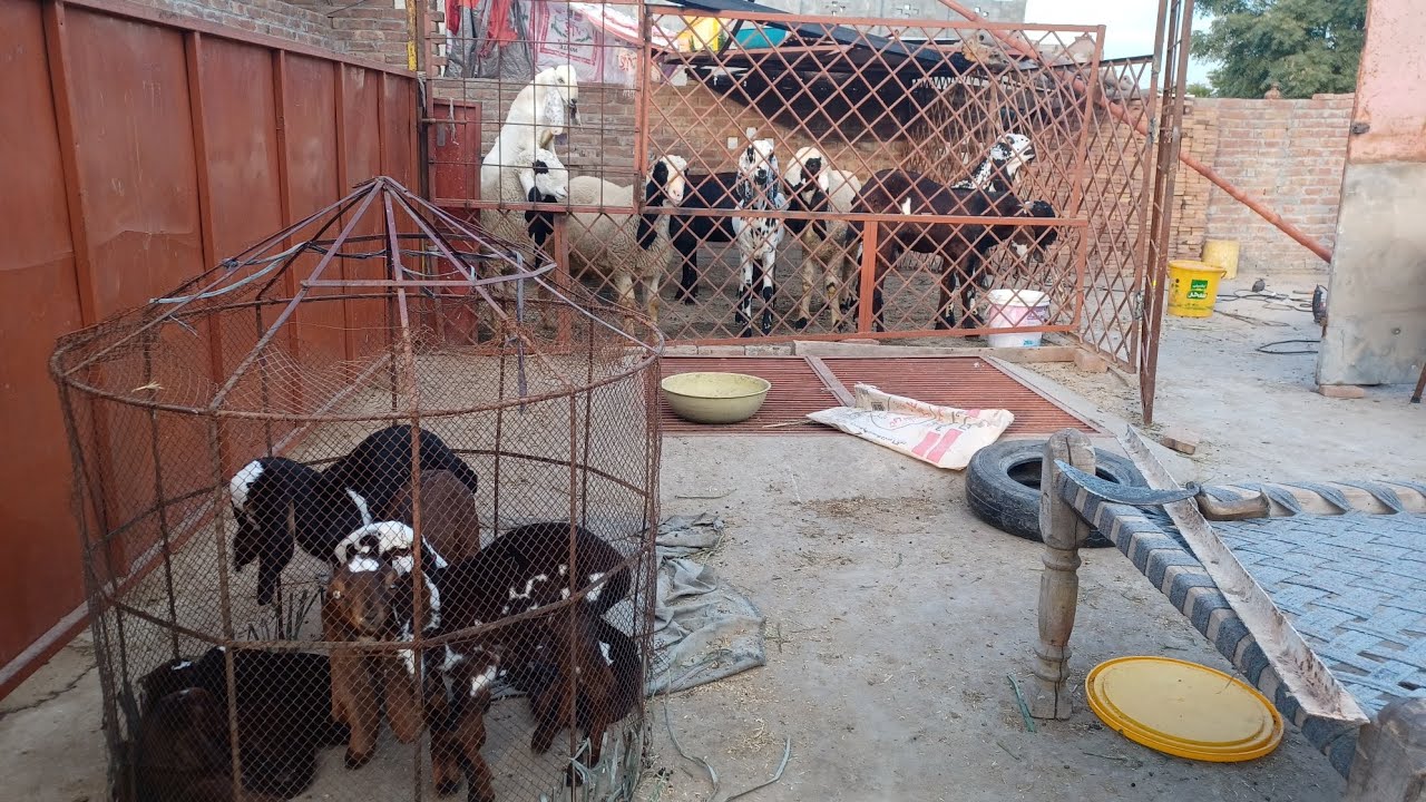 Goat Farming Business: Bakriyon ke liye behtareen aur sasta bara