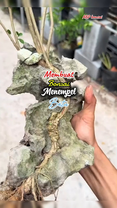 Membuat bonsai menempel batu #bonsai #bonsaiindonesia #bonsaiontherock #bonsaisancang #shorts
