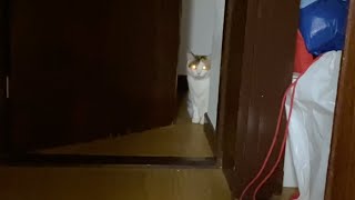 しゃべる猫 目からレーザービームを放つ猫 Youtube しゃべる猫 目からレーザービームを放つ猫 Youtube