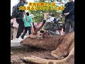 知らぬが仏 #奈良公園 #deerpark #鹿