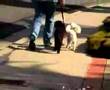 San Diego Temecula Dog Training Camps Poodles Max & Lou San Diego Temecula Dog Training Camps Poodles Max & Lou