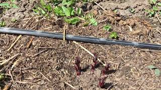 видео: Формировка ежевики 2г после посадки картинка: Формировка ежевики 2г после посадки