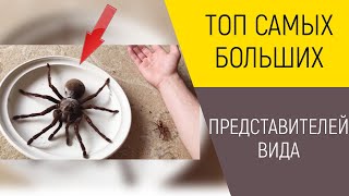 ТОП САМЫХ БОЛЬШИХ ПРЕДСТАВИТЕЛЕЙ СВОЕГО ВИДА