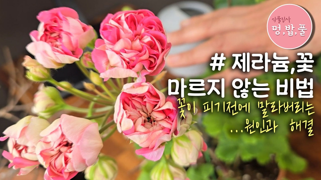 제라늄,꽃마름방지 분갈이(2월)#분업 #멍밥풀겨울분갈이 #geranium #pelargonium #멍밥풀제라늄