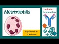 Neutrophils | Function of neutrophils in 1 minute | 1 minute immunology  | Neutrophils & bacteria