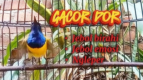 SOGON GACOR SEKALI DENGAR BIKIN JEBOL BIRAHI DAN EMOSI LANGSUNG NGLEPER #sogon #pancingansogon 