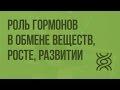 Роль гормонов в обмене веществ, росте, развитии. Видеоурок по биологии 8 класс