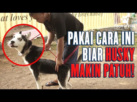 Video: Cara Mengajari Husky Anda Duduk & Tetap