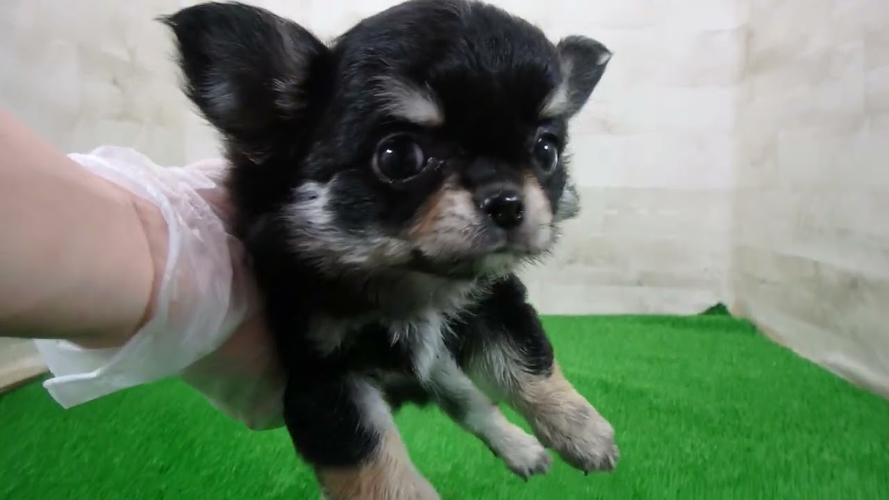 チワワ（ロングコート）の子犬（オス♂） アクロスモール新鎌ケ谷店