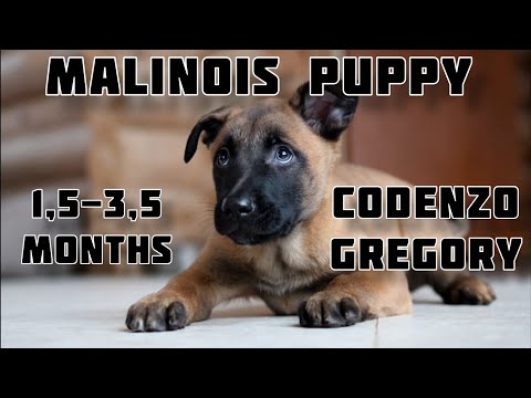 Видео: Malinois puppy GREGORY. First steps in IGP. Развитие щенка малинуа 1,5 - 3,5 months