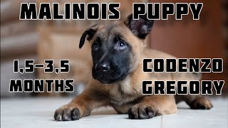 Malinois puppy GREGORY. First steps in IGP. Развитие щенка малинуа 1,5 - 3,5 months