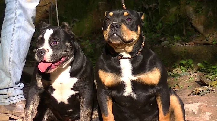 Video 897991: maine coon bengal, gato american, exotic