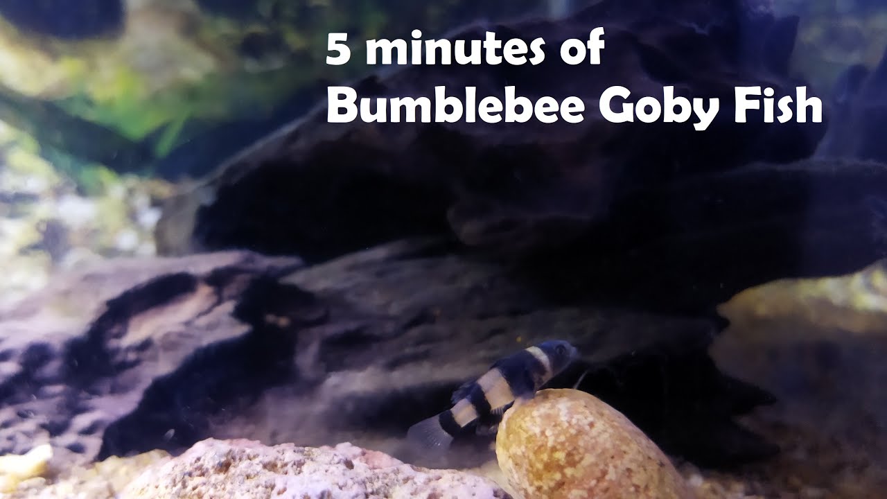 5 minutes of Bumblebee Goby Fish - YouTube