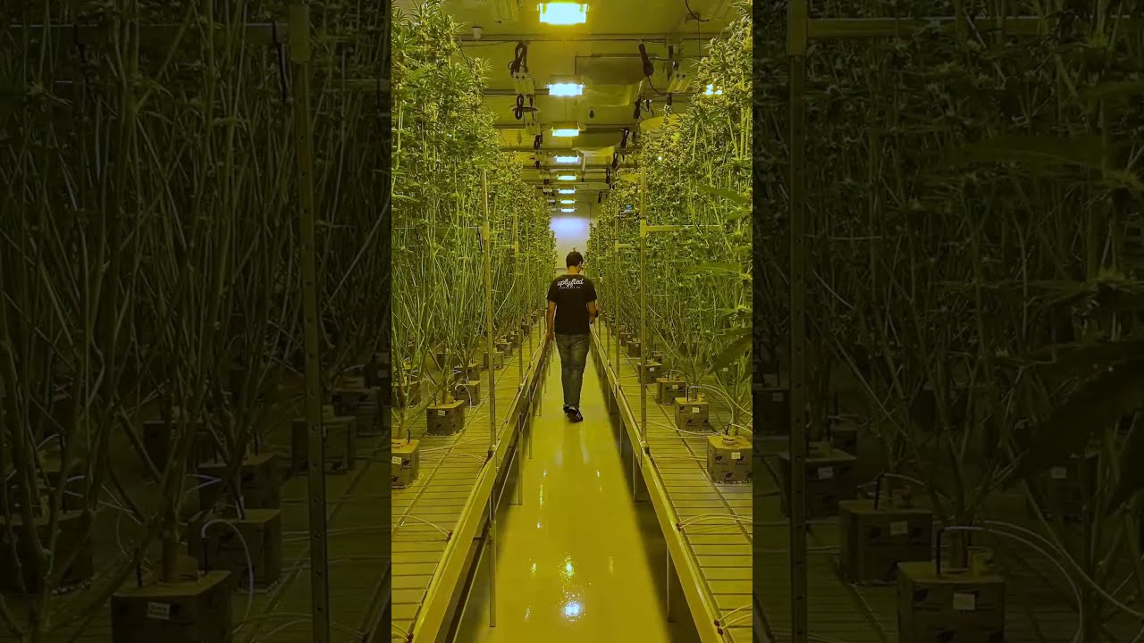 StashStock's RFID CannaScanner Audits Flower Rooms In Minutes! METRC Compliance Made Easy