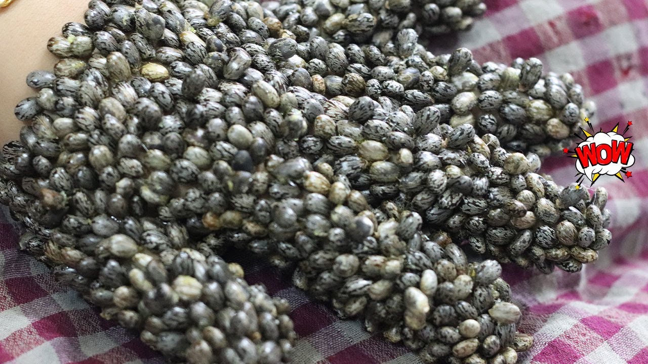 Remove ticks with green seeds YouTube