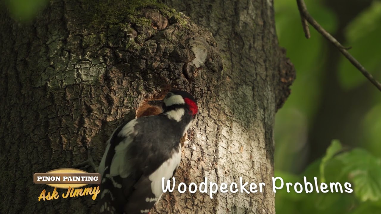 How to Protect Your Home From Woodpecker Damage