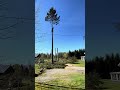 martinheljeved.se #arborist #tree #chainsaw #stihl