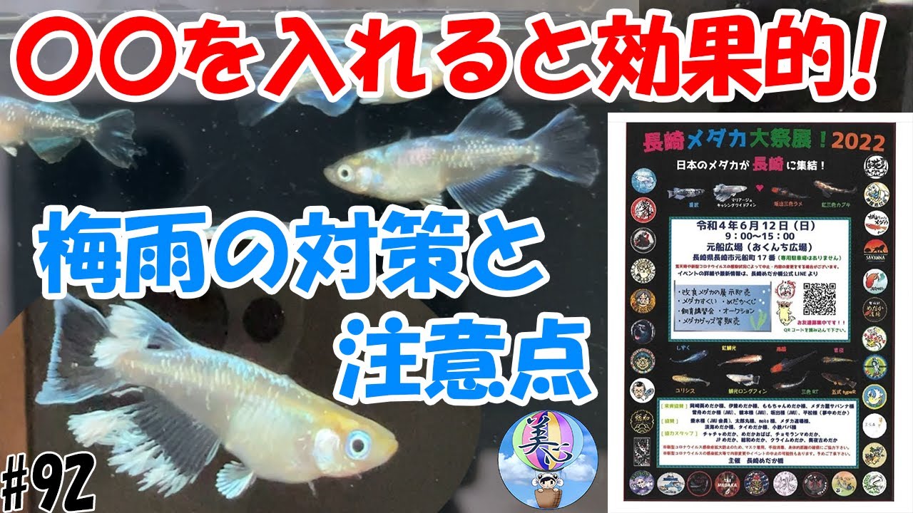 梅雨の対策と注意点 を入れると効果的 梅雨のリスクを軽減 ９２ 美心めだか Youtube